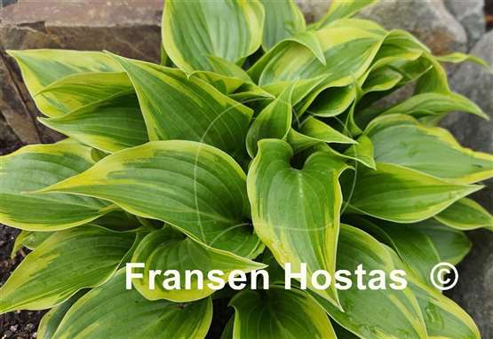 Hosta Heather Hill